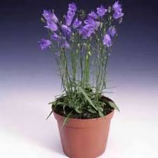 Attēlu rezultāti vaicājumam “Campanula rotundifolia”