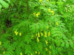 Attēlu rezultāti vaicājumam “Caragana arborescens leaf”