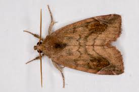 Attēlu rezultāti vaicājumam “Cosmia pyralina”