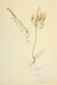 Attēlu rezultāti vaicājumam “Cruciferae”