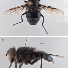 Attēlu rezultāti vaicājumam “Eristalis sp.”