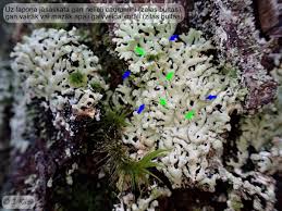 Attēlu rezultāti vaicājumam “Menegazzia terebrata”