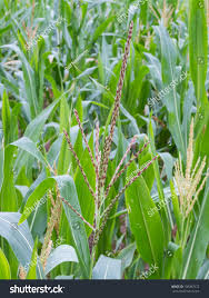 Attēlu rezultāti vaicājumam “Zea mays male flower”