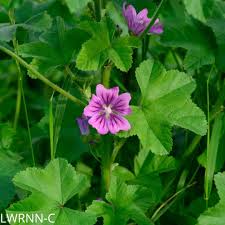 Image result for Malva sylvestris