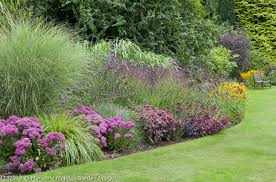 Attēlu rezultāti vaicājumam “Hylotelephium telephium”