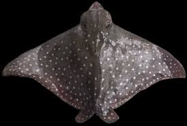 Image result for Myliobatis freminvillei