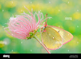 Attēlu rezultāti vaicājumam “Colias palaeno female”