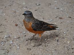 Image result for Monticola saxatilis