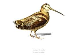 Attēlu rezultāti vaicājumam “Scolopax rusticola juvenile”