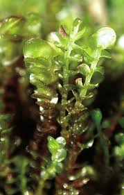 Attēlu rezultāti vaicājumam “Jungermannia sphaerocarpa”