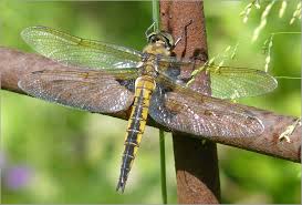 Attēlu rezultāti vaicājumam “Epitheca bimaculata”