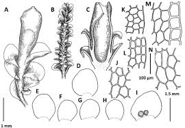 Attēlu rezultāti vaicājumam “Jungermannia hyalina cells”