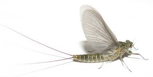 Attēlu rezultāti vaicājumam “Ephemeroptera”