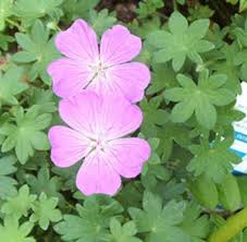 Attēlu rezultāti vaicājumam “Geranium sanguineum flower”