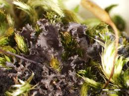 Attēlu rezultāti vaicājumam “Leptogium lichenoides”