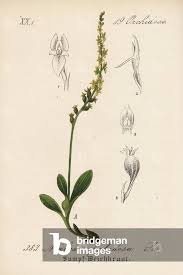 Attēlu rezultāti vaicājumam “Hammarbya paludosa leaf”