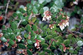 Attēlu rezultāti vaicājumam “Gaultheria cuneata”