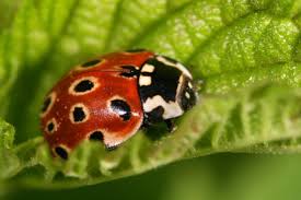 Attēlu rezultāti vaicājumam “Anatis ocellata”