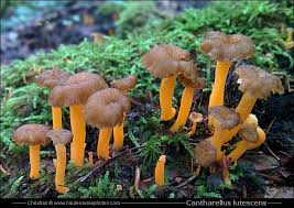 Attēlu rezultāti vaicājumam “Cantharellus lutescens”