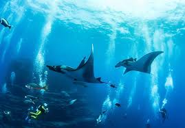 Image result for Manta Divers Sub-Aqua Club