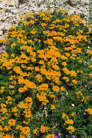Attēlu rezultāti vaicājumam “Lotus corniculatus flower”