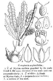 Attēlu rezultāti vaicājumam “Myrica gale fruit”