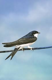 Attēlu rezultāti vaicājumam “Delichon urbicum adult”