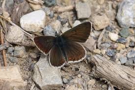 Attēlu rezultāti vaicājumam “Aricia artaxerxes  male”