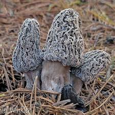 Attēlu rezultāti vaicājumam “Plicatura nivea”