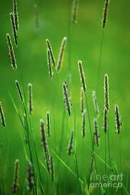 Attēlu rezultāti vaicājumam “Alopecurus pratensis”