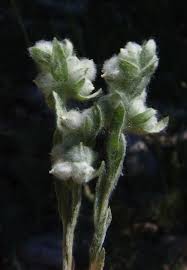 Attēlu rezultāti vaicājumam “Filago arvensis”