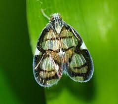 Attēlu rezultāti vaicājumam “Cixiidae”