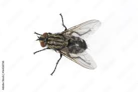 Attēlu rezultāti vaicājumam “Brachycera”