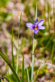 Attēlu rezultāti vaicājumam “Sisyrinchium montanum”