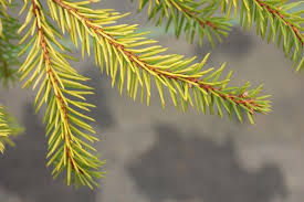 Attēlu rezultāti vaicājumam “Picea abies leaf”