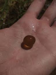 Attēlu rezultāti vaicājumam “Nostoc pruniforme”