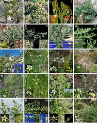 Attēlu rezultāti vaicājumam “Thesium ebracteatum leaf”