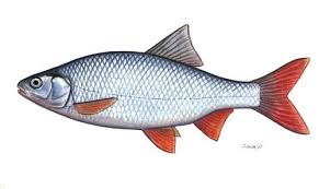 Image result for Rutilus rutilus