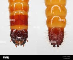 Attēlu rezultāti vaicājumam “Agrypnus murinus”