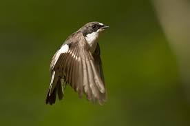 Attēlu rezultāti vaicājumam “Ficedula hypoleuca”