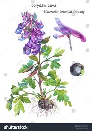 Attēlu rezultāti vaicājumam “Corydalis cava flower”