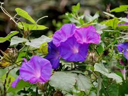 Image result for Petunie