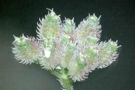 Attēlu rezultāti vaicājumam “Torilis japonica fruit”