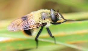 Attēlu rezultāti vaicājumam “Volucella bombylans”