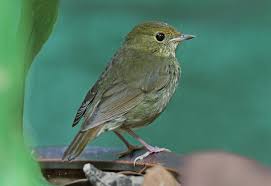 Image result for Luscinia sibilans