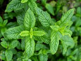 Attēlu rezultāti vaicājumam “Mentha spicata”