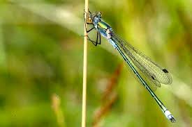 Attēlu rezultāti vaicājumam “Lestes sponsa”