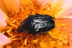 Attēlu rezultāti vaicājumam “Oxythyrea funesta imago”