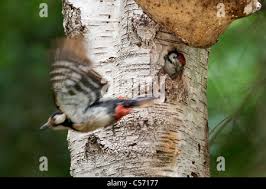 Attēlu rezultāti vaicājumam “Dendrocopos medius nest”