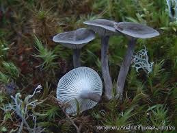 Attēlu rezultāti vaicājumam “Cantharellula umbonata”